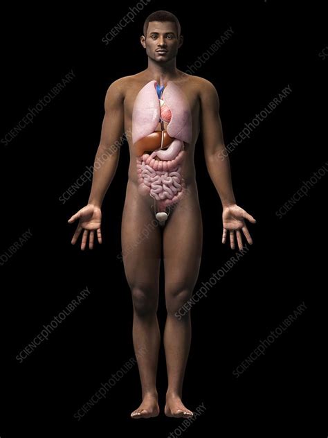 These organs are held together loosely by connecting tissues. Male internal organs, illustration - Stock Image - F011 ...