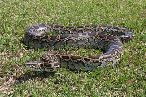 The Burrnese Python In The Everglades Питон Среда обитания животных
