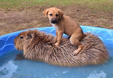 A Puppy On A Capybara Happy 4 Years Of Animals Sitting On Capybaras
