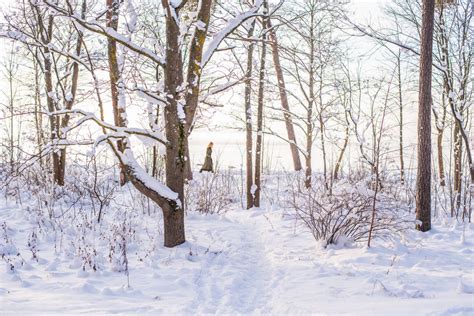 무료 이미지 나무 자연 숲 분기 눈 감기 겨울 잎 서리 얼음 날씨 얼다 시즌 작은 가지 가문비 Cloobx Hot Girl