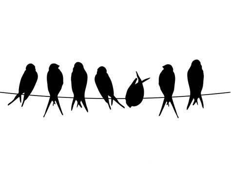 Vogel Vögel Draht Kostenloses Bild Auf Pixabay