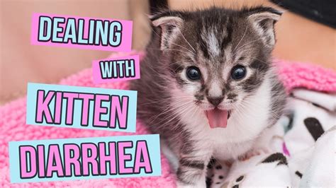 Kitten Has Diarrhea But Acts Normal