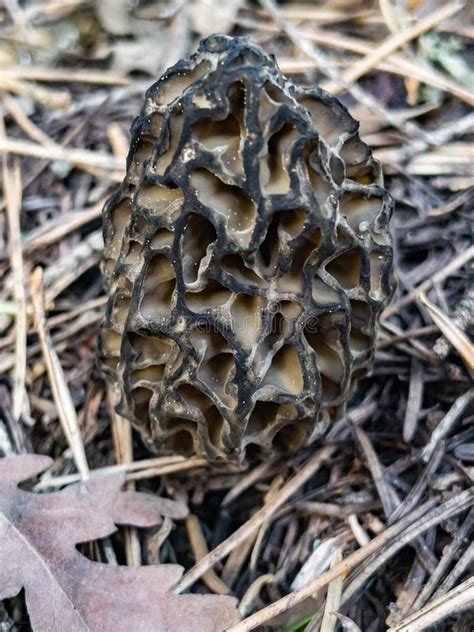Morel Mushroom Season And Growing In Its Natural Environment In Forest