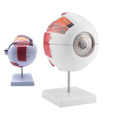 Buy Human Eye Model6x D Human Eye Anatomical Modelanatomically