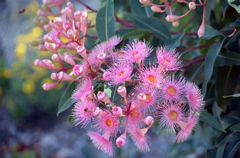 Pink Blossoms Of Australian Native Corymbia Gum Tree Stock Image