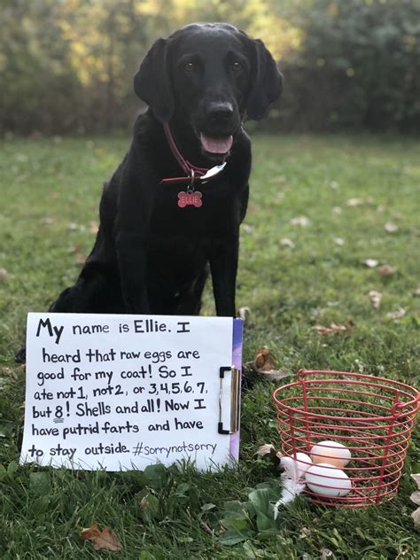 30 Of The Most Funny Dog Shaming Photos Of All Time Bemethis Dog