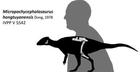 Micropachycephalosaurus Hongtuyanensis By Lythronax Argestes On Deviantart