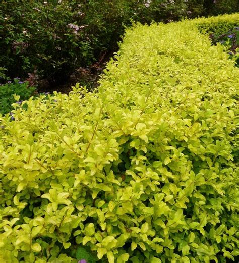 They survived very hot summer better than any other shrubs in my backyard. Sunshine' | Sunset Western Garden Collection