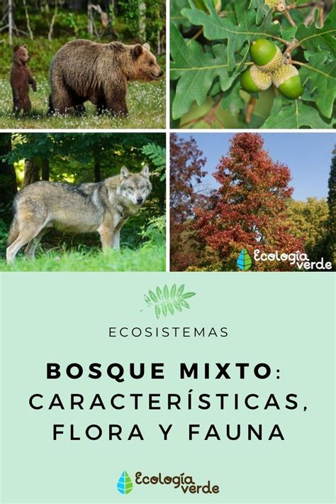 Ecosistemas Mixto Caracteristicas Tipos Fauna Flora Y Ejemplos Images