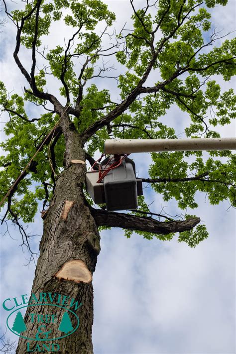 Tree Pruning In Long Island And New York City Clearview Tree And Land
