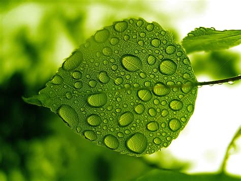 Water Drops Green Leaf Wallpaper Download Wallpapers Page