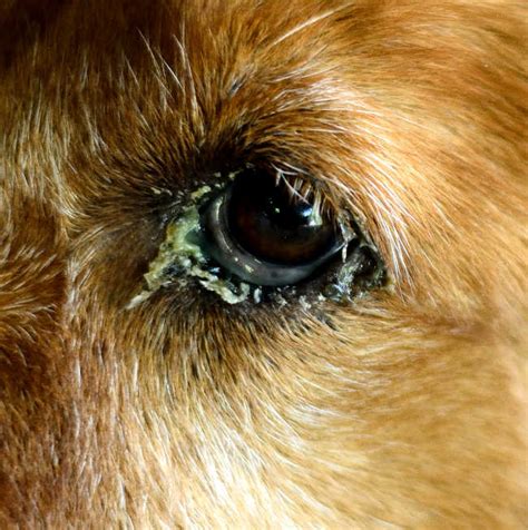 14 Pictures Of Dog Eye Infections With Vet Advice