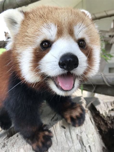 Happy Panda Babyanimalsandtheirmothers Red Panda Cute Cute Little