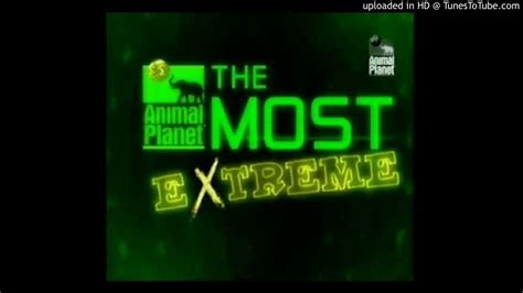 The Most Extreme Animal Planet Youtube Puissant Bloggers Pictures