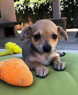 New phoenix was the fourth most populated city in the united republic of north america after new york, los angeles, and chicago. Phoenix, AZ - Chihuahua. Meet Sal a Pet for Adoption ...