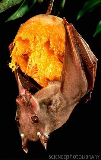 Check Out A Bunch Of Pics Of Bats Eating Fruit Biteca
