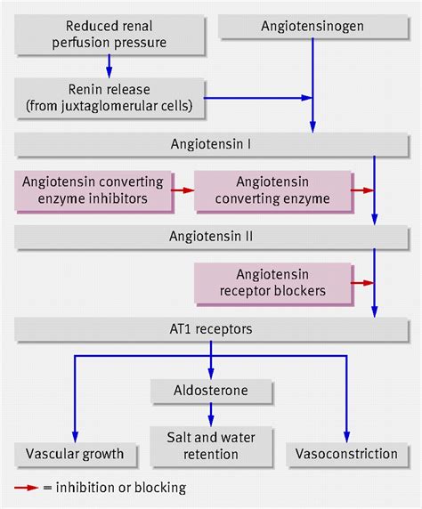 They block a protein in the body that leads to tightened blood vessels. Angiotensin converting enzyme inhibitors and angiotensin ...