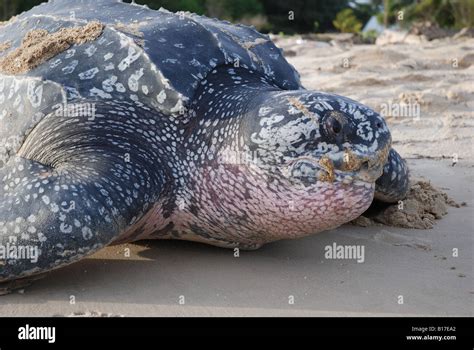 Leatherback Sea Turtle Mouth Open