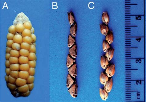 Figure 1 From The Genetics Of Maize Evolution Semantic Scholar