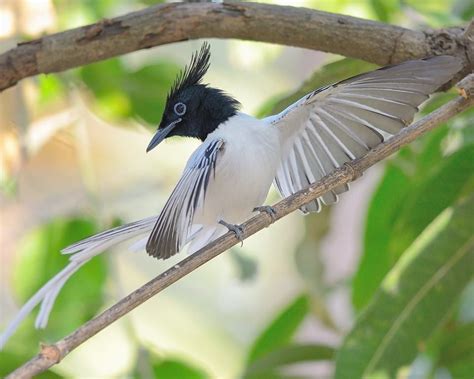 Asian Paradise Flycatchers Have A Wide Distribution From Bangladesh N