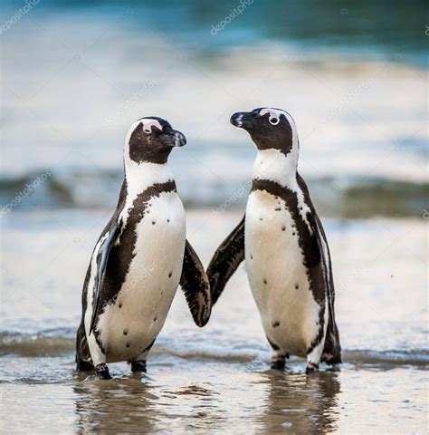 Pingüinos africanos caminando fuera del océano 2023