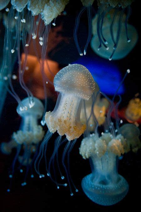 Pin On Jellyfish