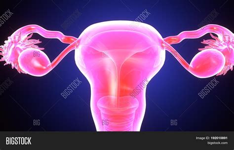 3d Illustration Female Image And Photo Free Trial Bigstock