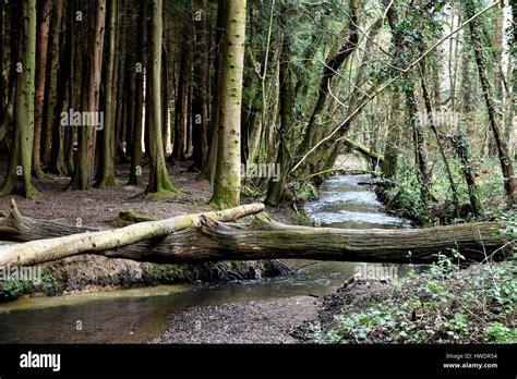 Fallen Tree Over A Small River Stock Photo Alamy
