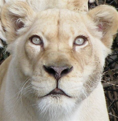 Lioness Cincinnati Zoo Dotesgirl Flickr