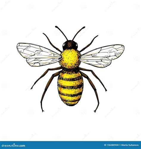 Honey Bee Vintage Vector Drawing Hand Drawn Isolated Insect Sketch