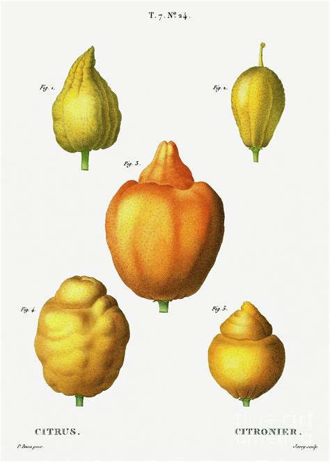 Various Shapes Of Citrus Citrus From Traite Des Arbres Et Arbustes Que