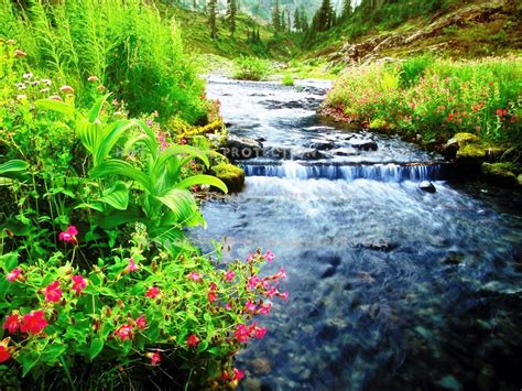 Beautiful Waterfalls Rocks Flowers Mountain Rnum