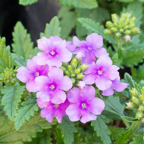 Understanding Verbena Differences A Guide To Different Types Of Verbena
