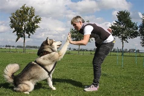 Consejos Para Saber Cómo Enseñar Trucos A Mi Perro ¡rápido Y Fácil