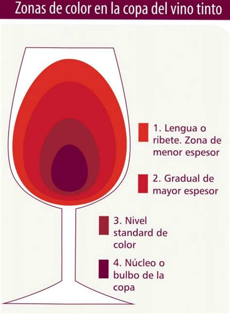 12 Infografías Para Aprender Sobre El Color En El Vino The Big Wine