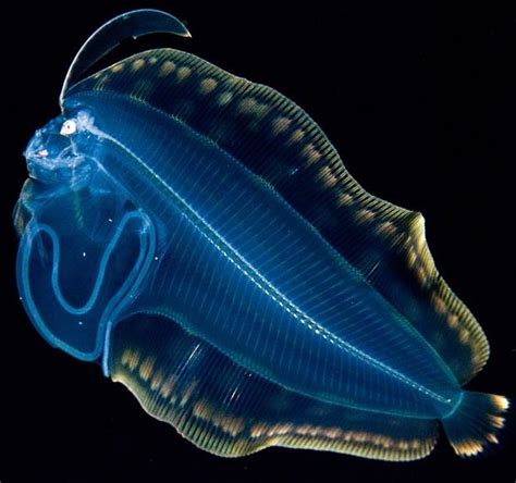 Luminous Creatures Glowing Deep Sea Creatures Photographed By Joshua