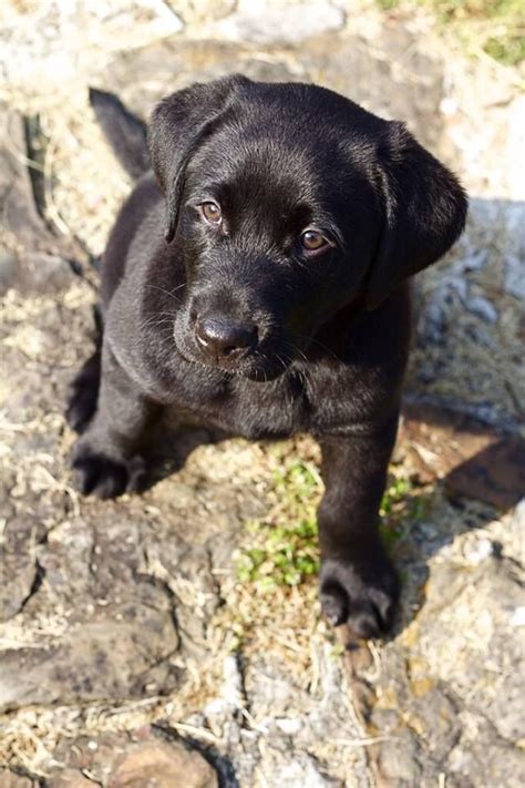 Labrador retriever puppy for sale in princeton, mn, usa. Pin by Rock Springs Lab Kennel on British Labrador ...