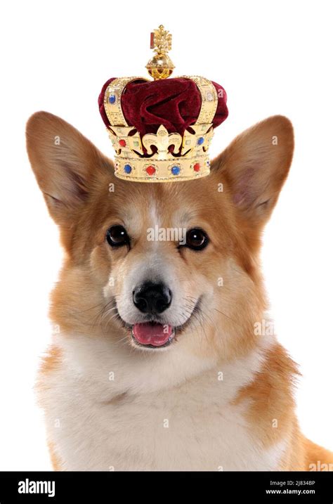 Corgi Dog Wearing A Crown For The Royal Jubilee Celebration Cutout On A
