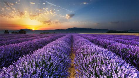 34 Lavender Fields In France Wallpapers Wallpaperboat