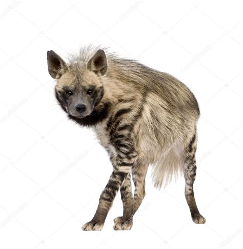 Striped Hyena Hyaena Hyaena Stock Photo By ©lifeonwhite 10875152