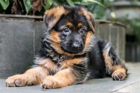 Best Ways To Stop Your German Shepherd Puppy From Biting