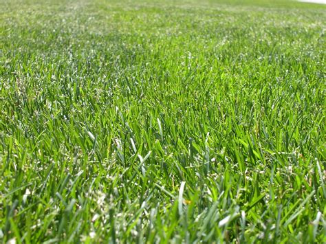When To Plant Tall Fescue In Georgia Houses And Apartments For Rent