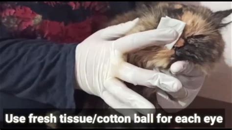 Home Remedy For Cats Eye Infection Youtube