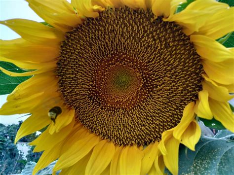 When Should Gardeners Transplant Sunflowers - Krostrade