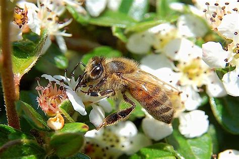 Why Do Bees Make Honey Worldatlas