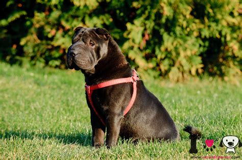 Shar Pei Información Sobre La Raza Shar Pei