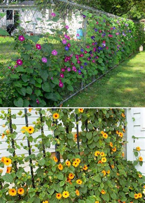 Add Privacy To Your Garden Or Yard With Plants Amazing