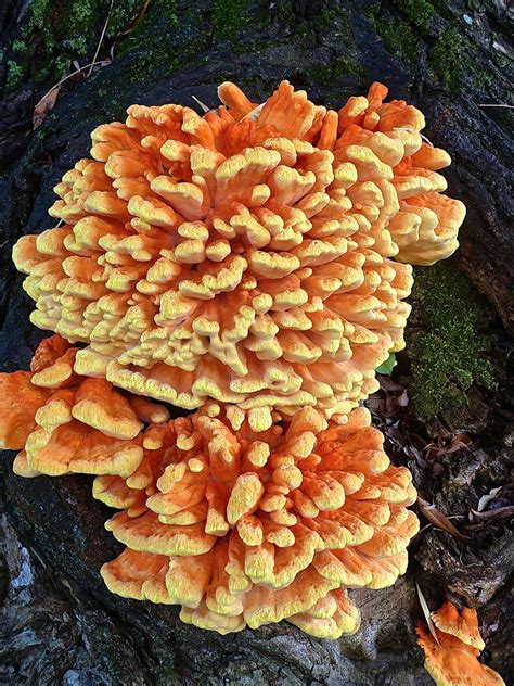 Chicken Of The Woods Well Two Days Later It Turned Into