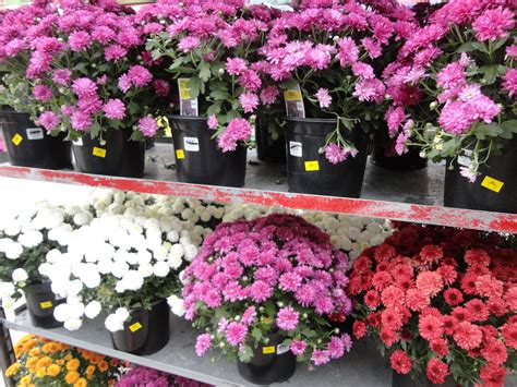 Is lowes garden center open. Lowe's | $1.00 Mums | SHIP SAVES