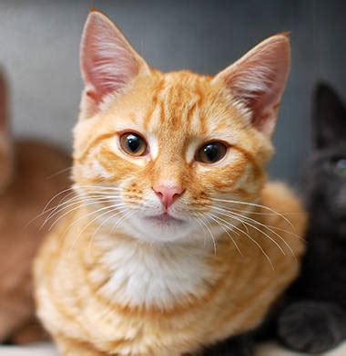 Why don't you see tiny cat breeds as pets? Adopt - RSPCA South Australia